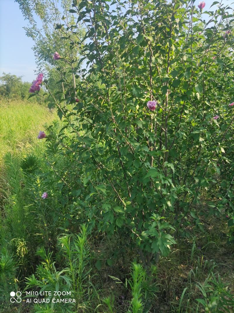 牧丹红木槿，大花朵，花期长，四季可种，销售中。