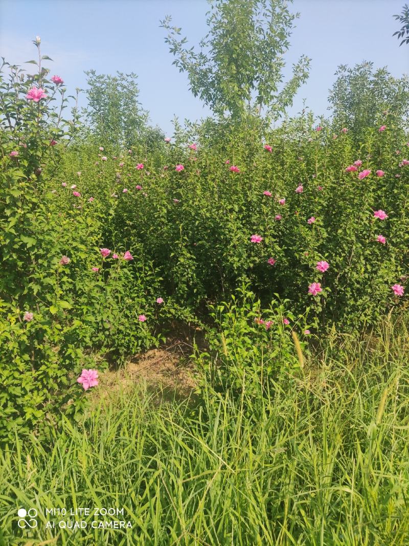 牧丹红木槿，大花朵，花期长，四季可种，销售中。