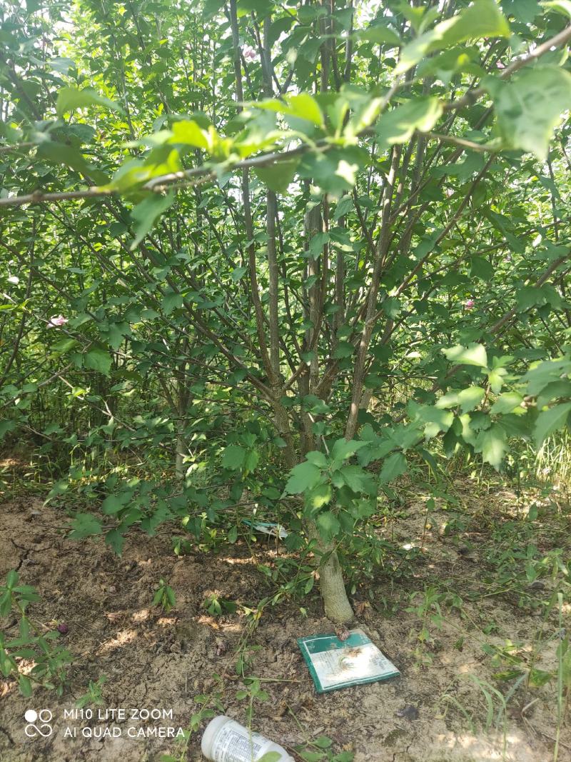 牧丹红木槿，大花朵，花期长，四季可种，销售中。