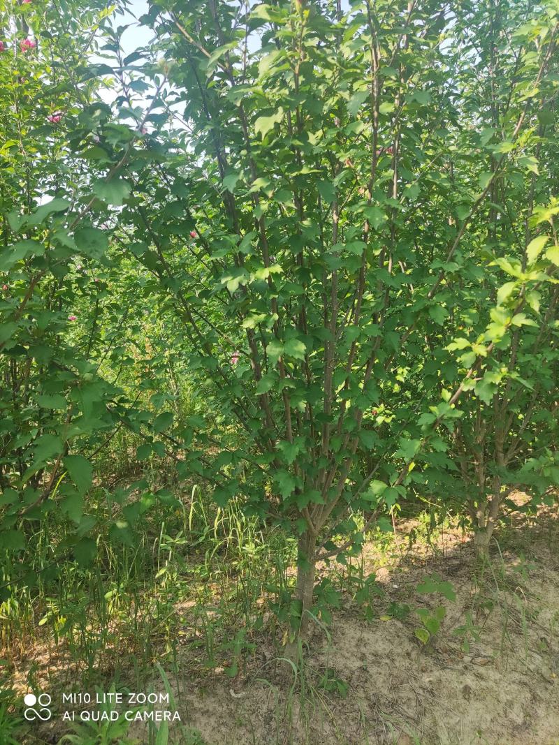 牧丹红木槿，大花朵，花期长，四季可种，销售中。