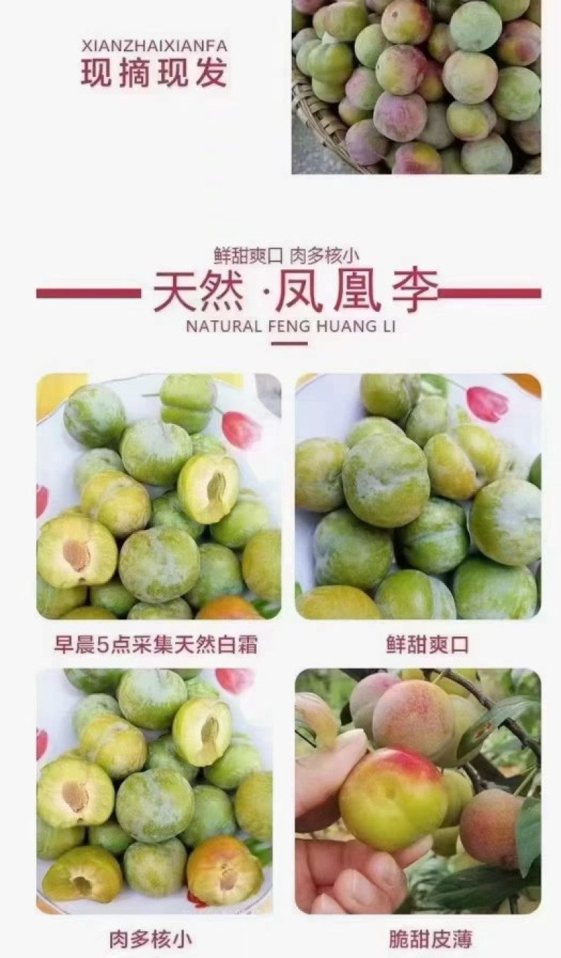 凤凰李