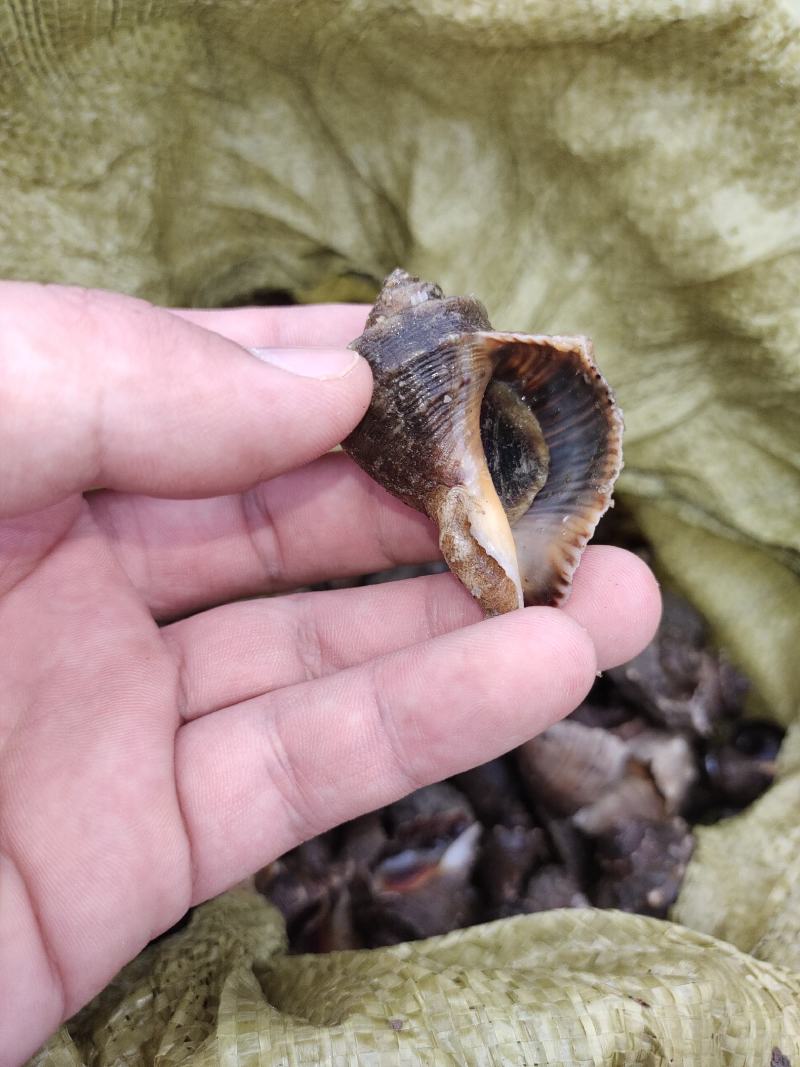 海螺苗渤海湾薄壳海螺苗保证每天都是新上岸的货第一时