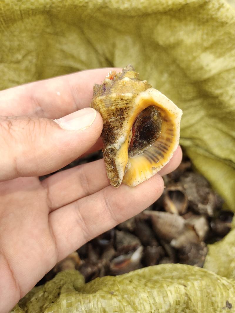 海螺苗渤海湾薄壳海螺苗保证每天都是新上岸的货第一时