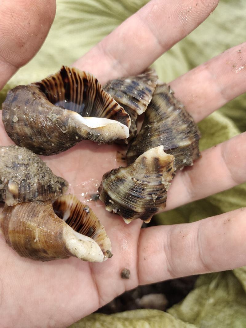 海螺苗渤海湾薄壳海螺苗保证每天都是新上岸的货第一时