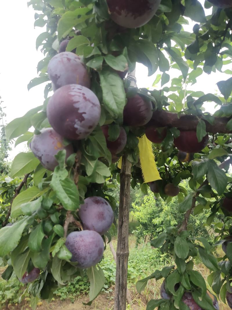 黑布林李子大量上市