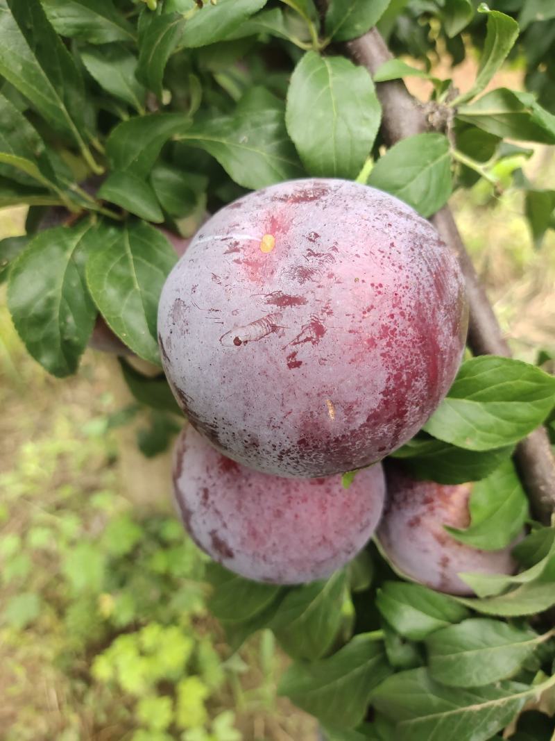 黑布林李子大量上市
