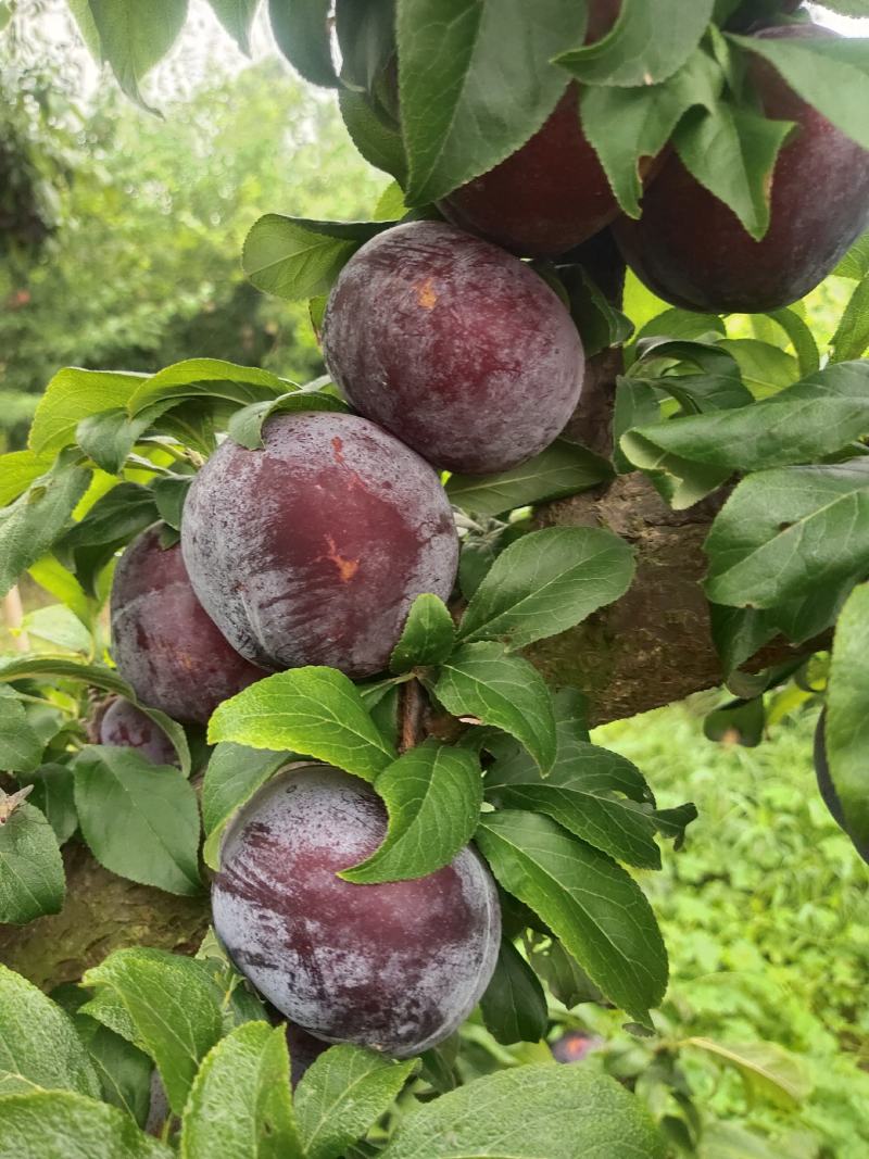 黑布林李子大量上市