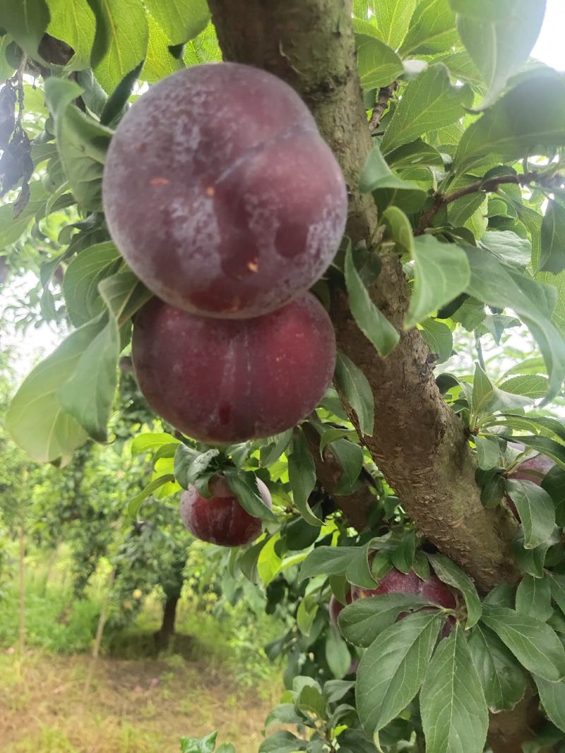 黑布林李子大量上市