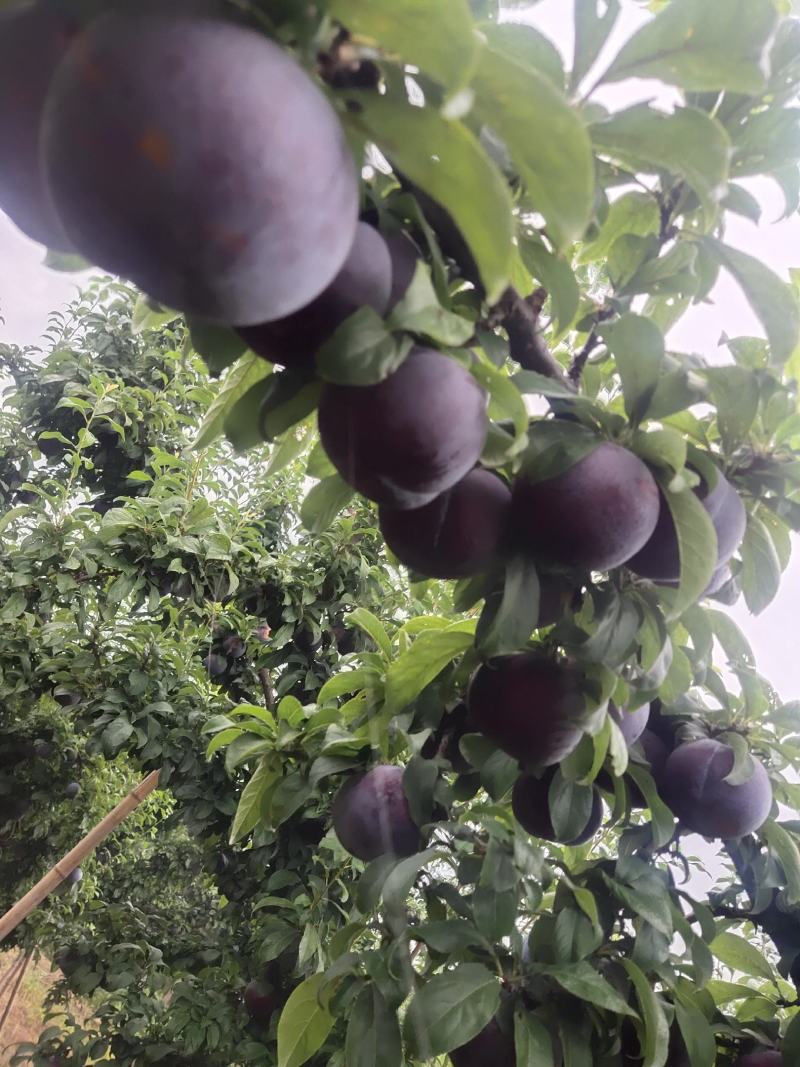 黑布林李子大量上市