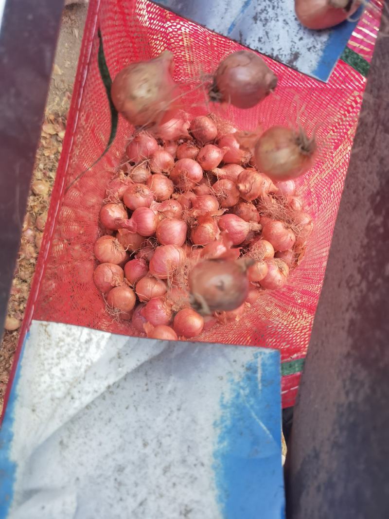 东北大毛葱，鬼子葱，小洋葱，
