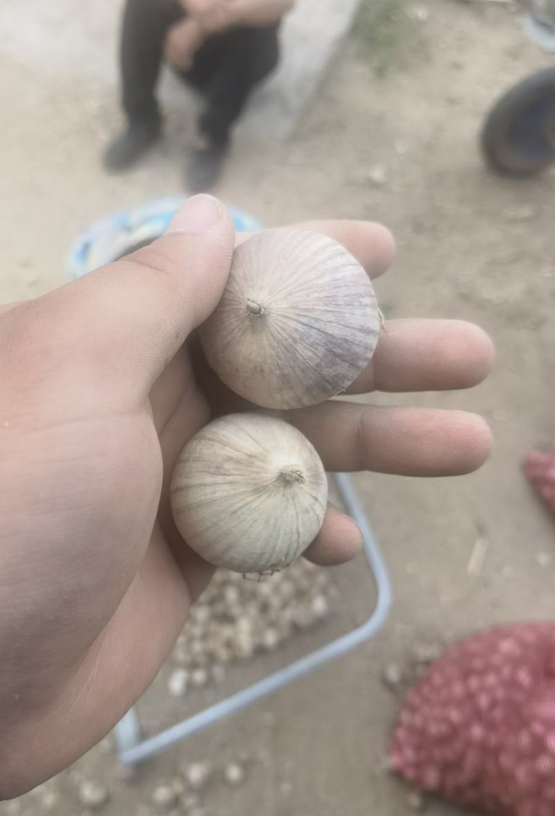 独头蒜各种规格大理独头蒜，东北独头蒜