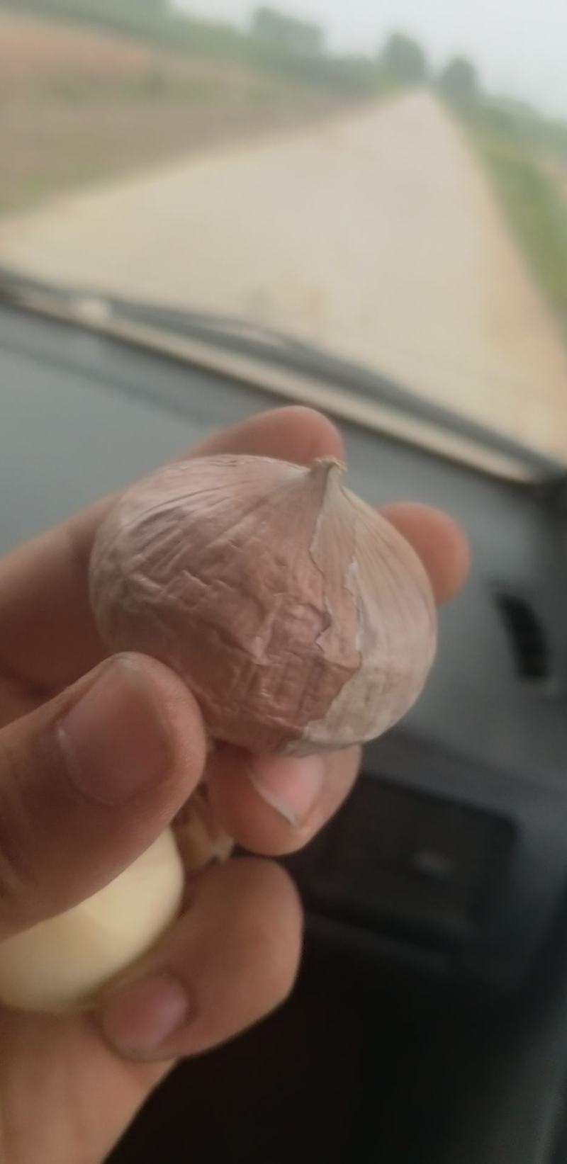 独头蒜各种规格大理独头蒜，东北独头蒜