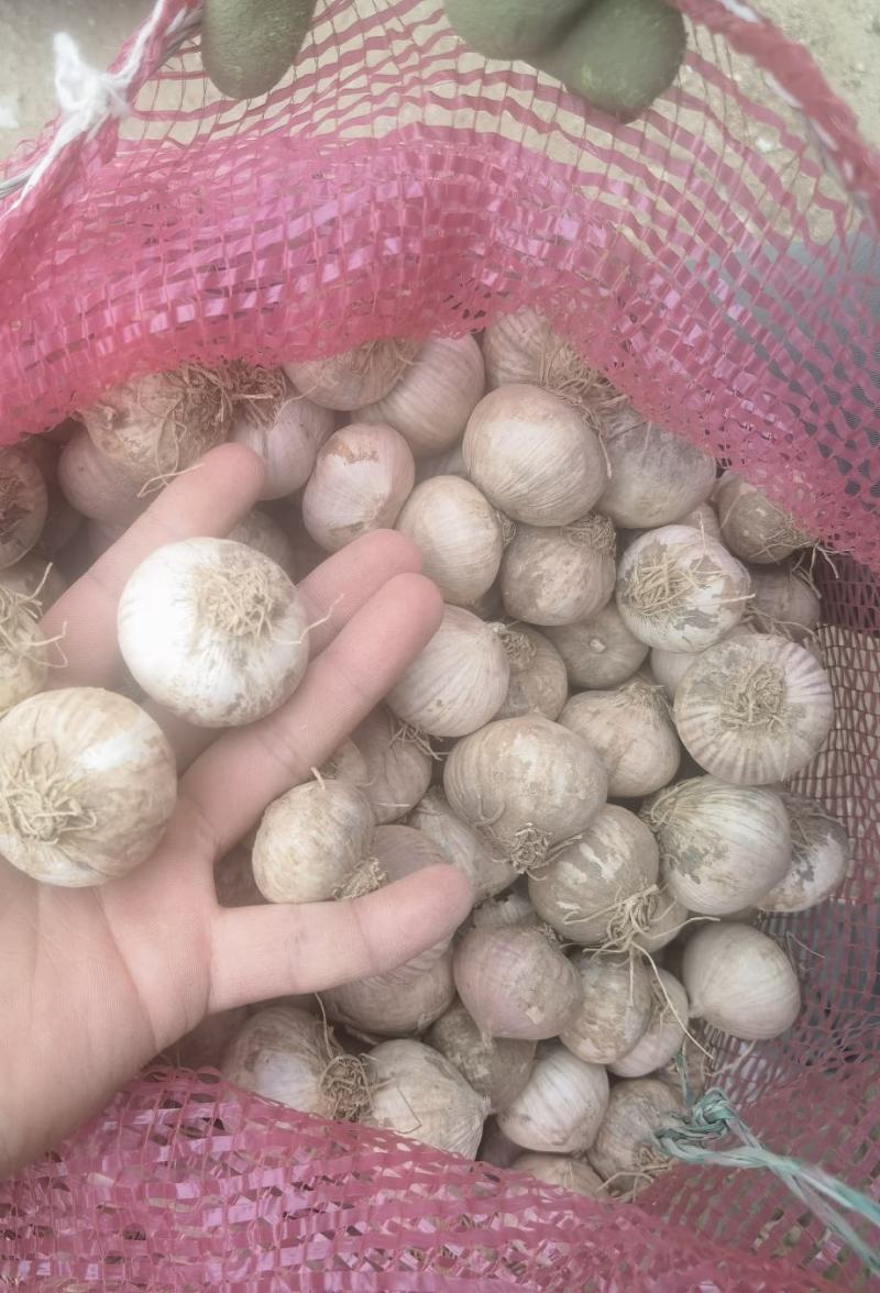 独头蒜各种规格大理独头蒜，东北独头蒜