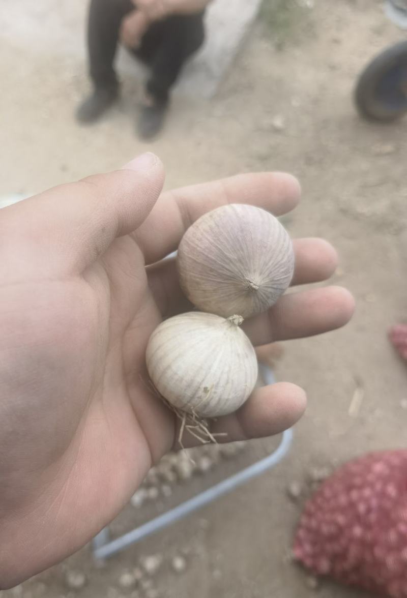 独头蒜各种规格大理独头蒜，东北独头蒜