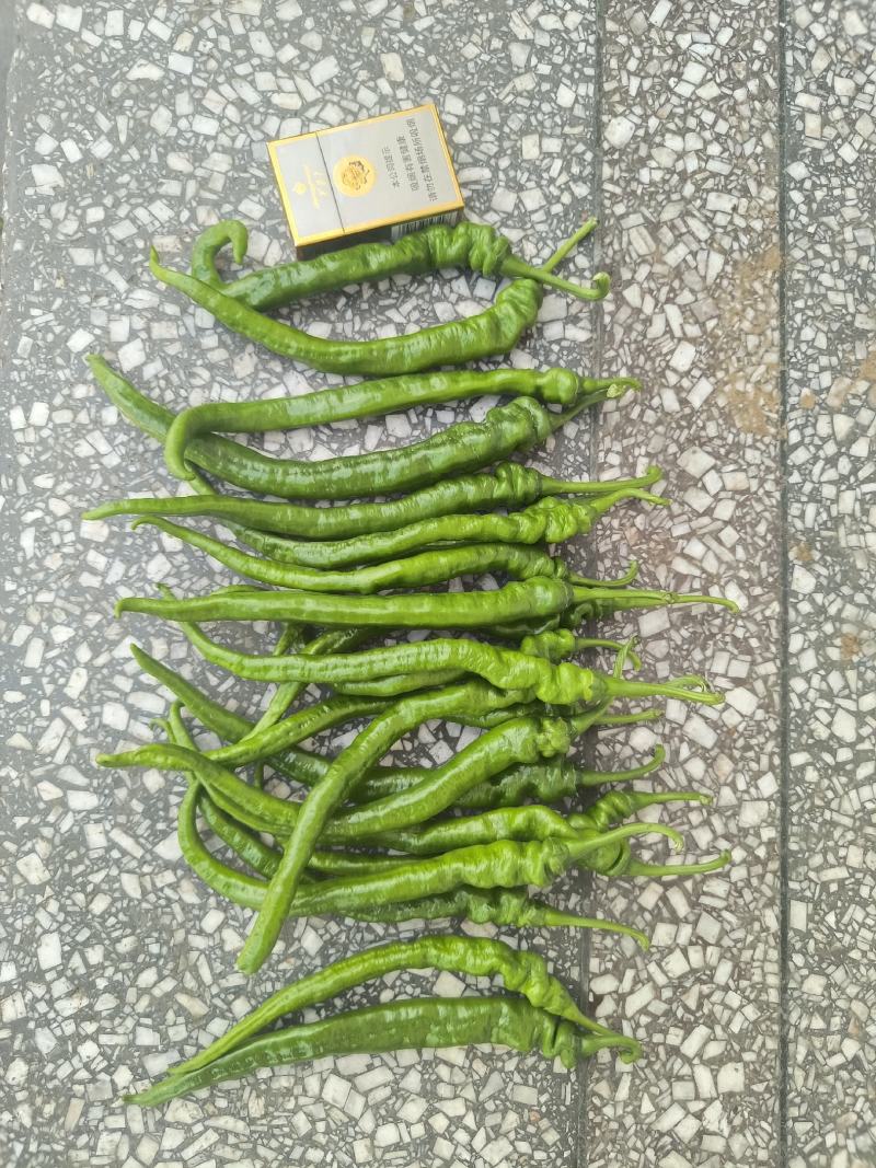 高山辣椒第二批上市