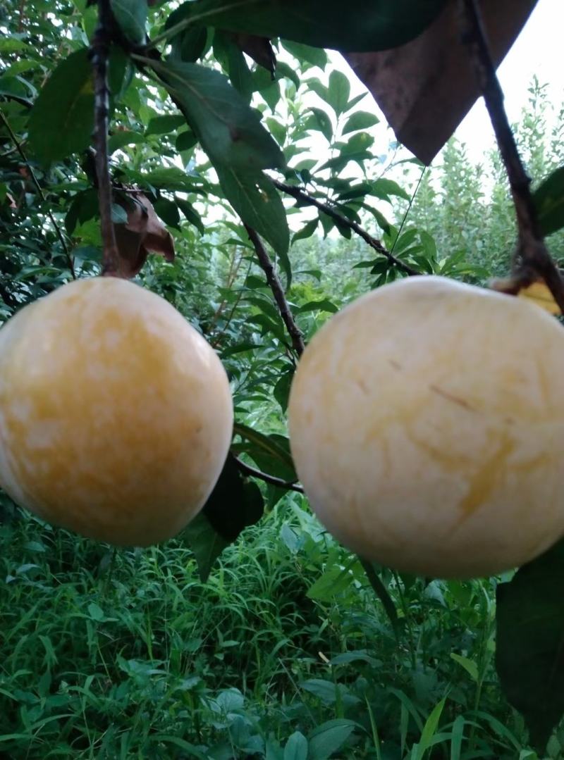 黄金奈李