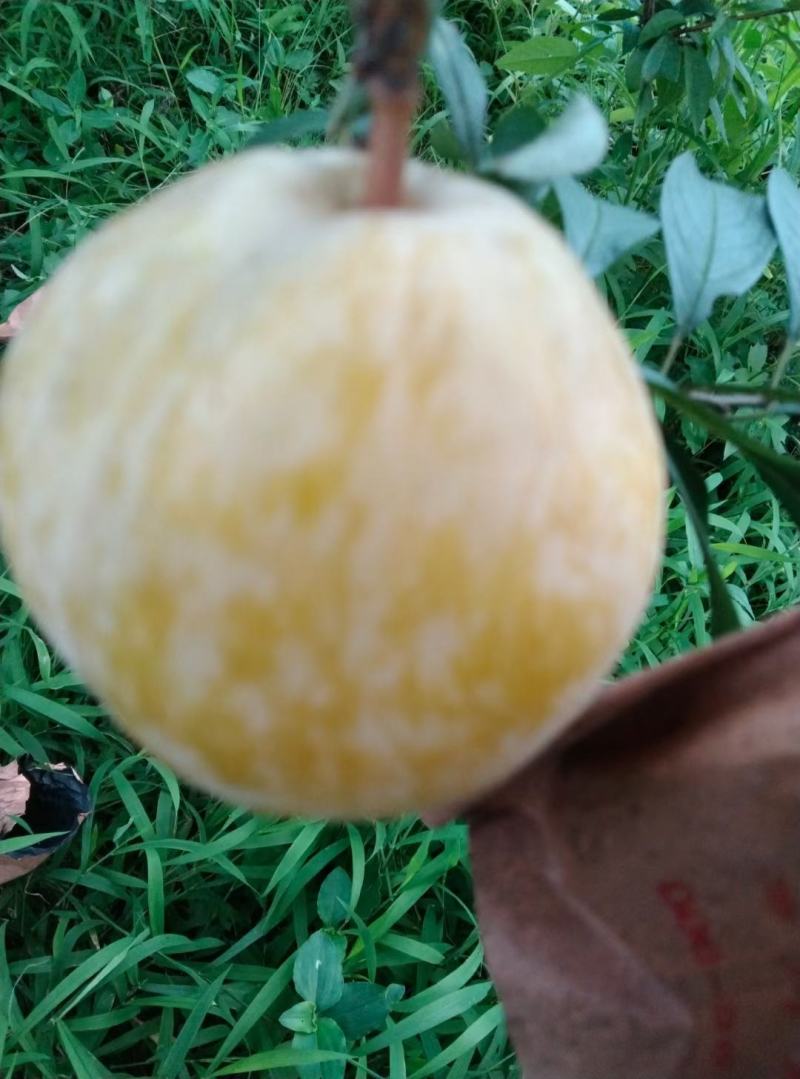 黄金奈李