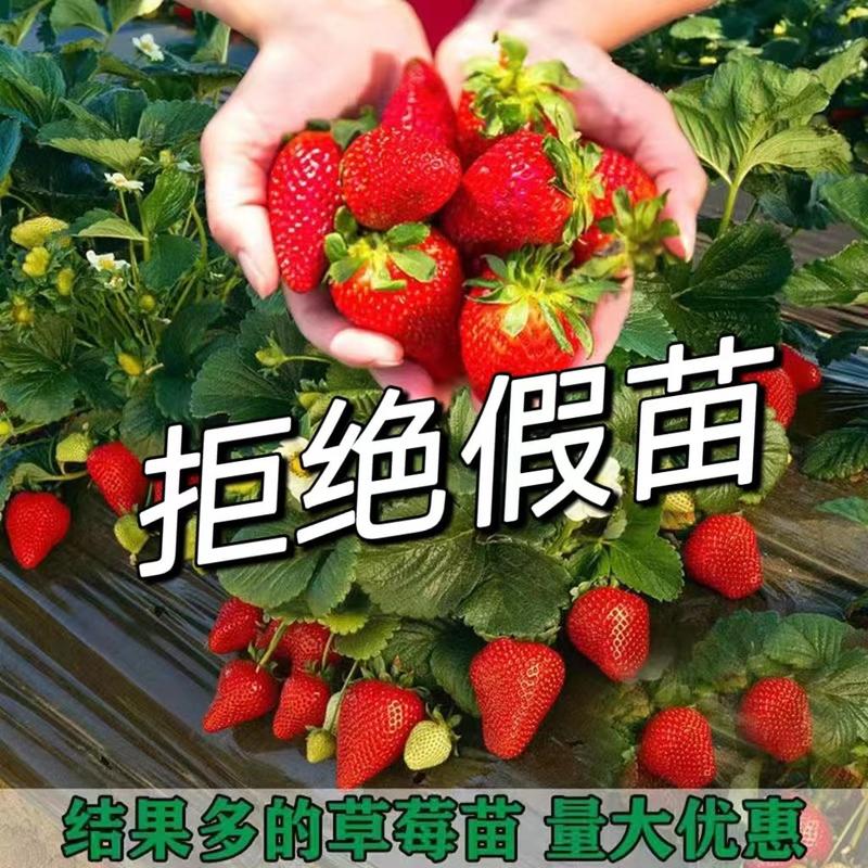 红颜草莓苗脱毒苗包成活包结果顺丰包邮加冰发货
