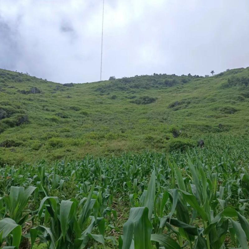 。云南金平八千亩连片林地可以种植桉树签30年只要3百w