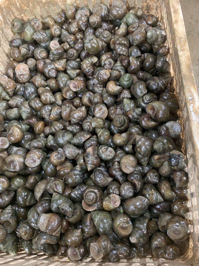 大中小精品田螺！量大价优鲜活湖北直发螺蛳各种规格