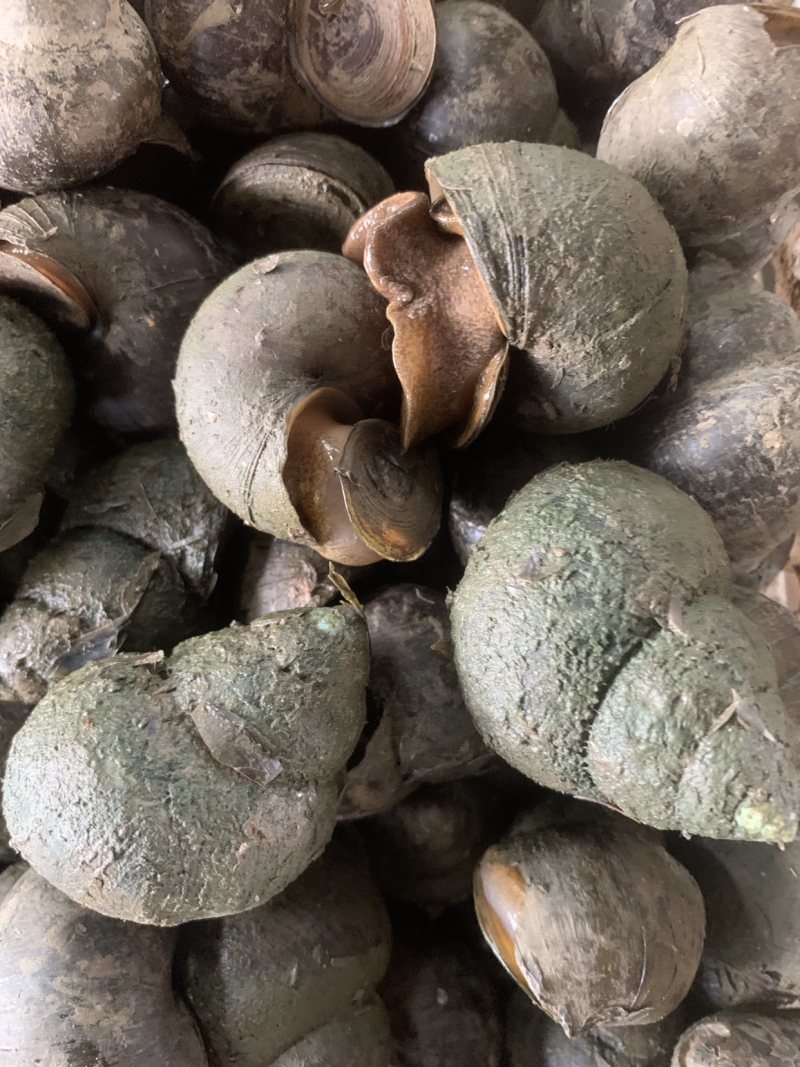 大中小精品田螺！量大价优鲜活湖北直发螺蛳各种规格