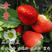 【火爆】草莓苗，天仙醉久香丰香脱毒草莓苗顺丰加冰发货包成活