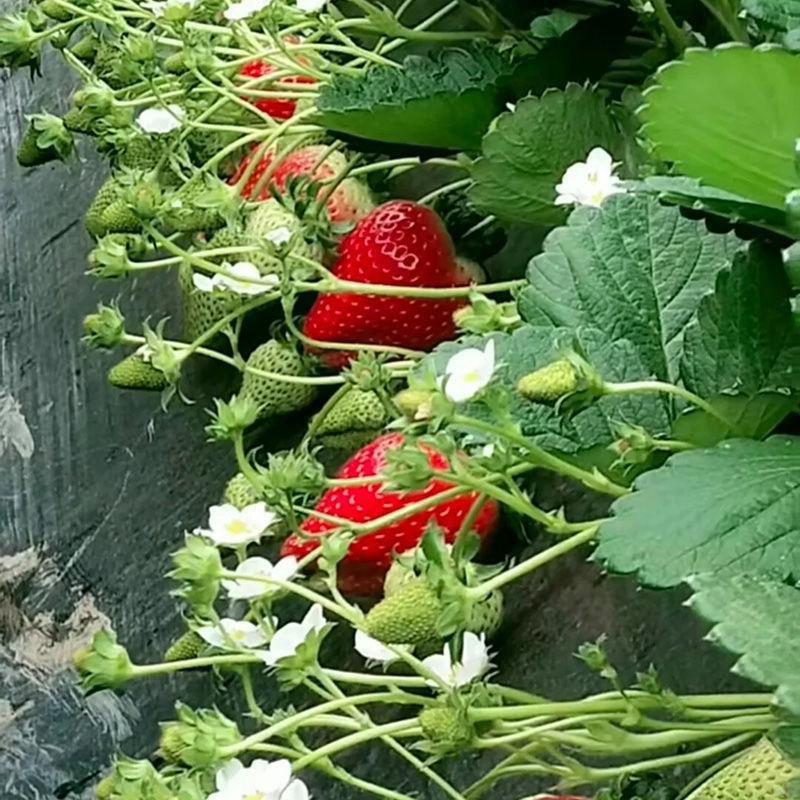 【火爆】草莓苗，天仙醉久香丰香脱毒草莓苗顺丰加冰发货包成活