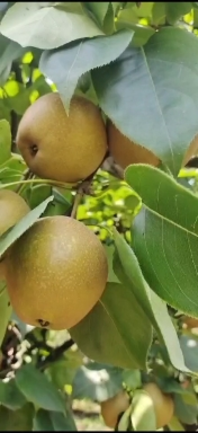 合江黄梨