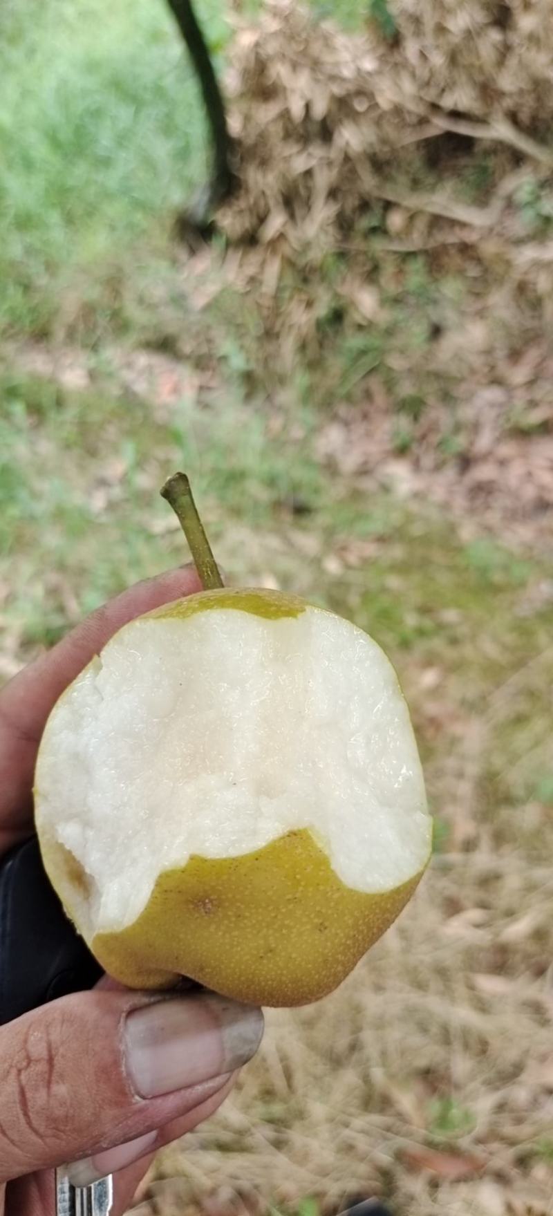 合江黄梨