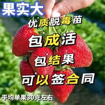 宁玉脱毒草莓苗顺丰包成活包结果南北方都可以种植保真