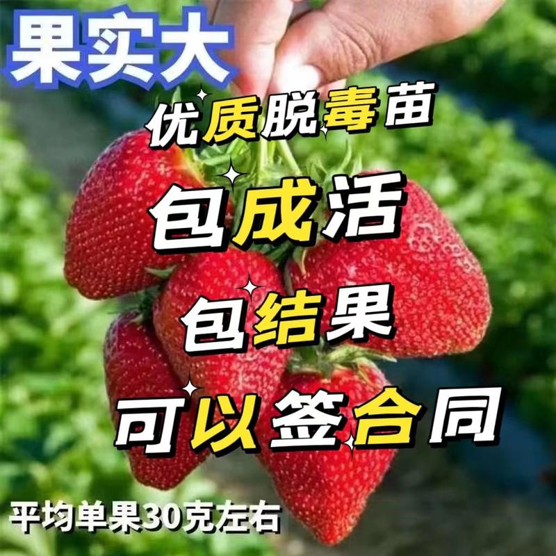 宁玉脱毒草莓苗顺丰包邮包成活包结果南北方都可以种植保真