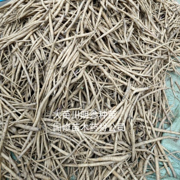 2025年新川明参种苗沙参苗子沙参种子种苗大量批发零售