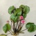 微山县睡莲苗