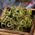 化石草小叶选货肾精茶量大优惠1斤起包邮