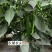 农望长尖杂交一代尖椒长羊角辣椒种子上市早果长直鲜食脆香