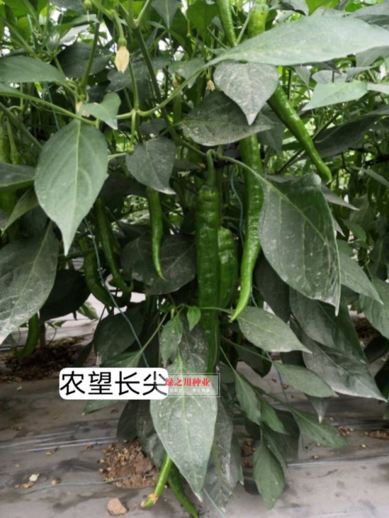 农望长尖杂交一代尖椒长羊角辣椒种子上市早果长直鲜食脆香