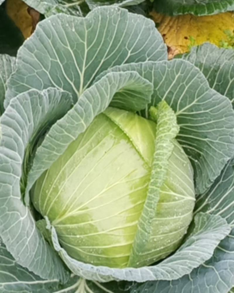白菜苗，本地脆白菜，基地直供，保值保量，量大从优，可回收