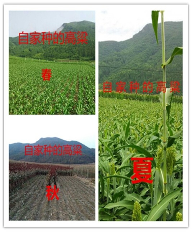 纯粮食白酒高粱酒50度拒绝勾兑原浆高粱酒