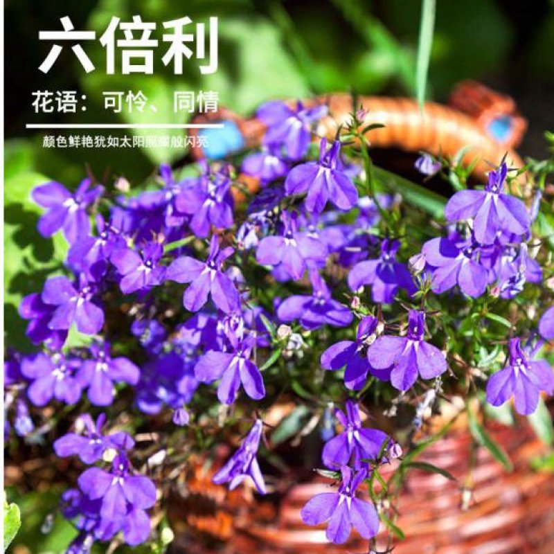 六倍利花种子盆栽垂吊半边莲翠蝶花阳台种子籽孑四季开花植物