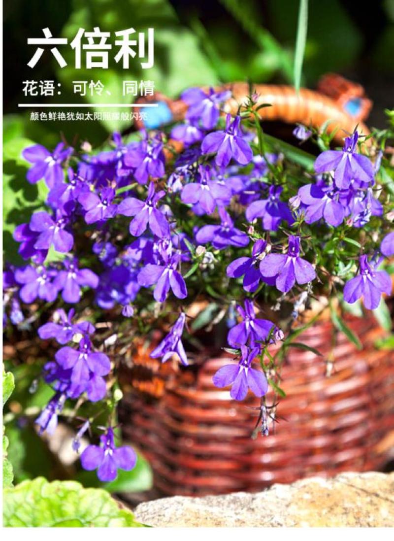 六倍利花种子盆栽垂吊半边莲翠蝶花阳台种子籽孑四季开花植物