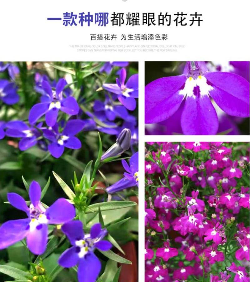 六倍利花种子盆栽垂吊半边莲翠蝶花阳台种子籽孑四季开花植物