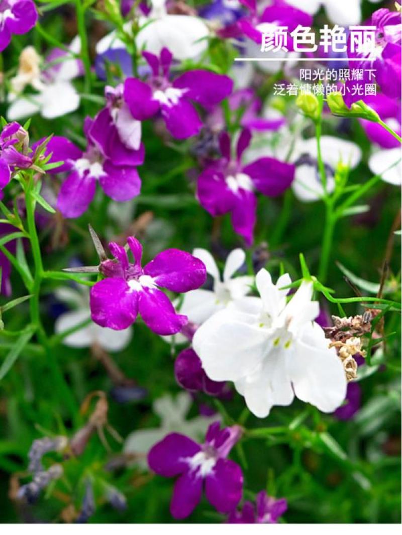 六倍利花种子盆栽垂吊半边莲翠蝶花阳台种子籽孑四季开花植物