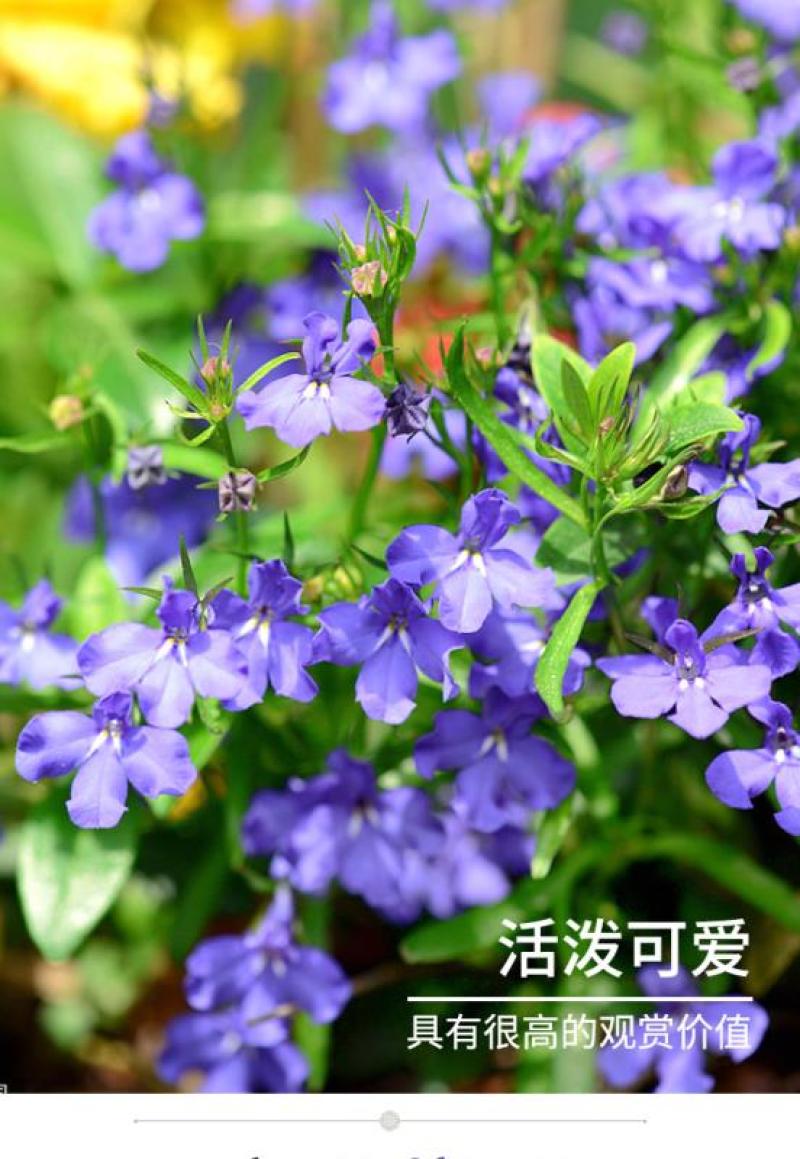 六倍利花种子盆栽垂吊半边莲翠蝶花阳台种子籽孑四季开花植物