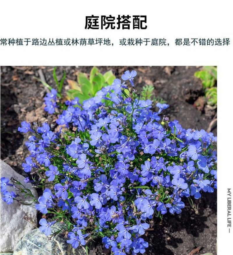 六倍利花种子盆栽垂吊半边莲翠蝶花阳台种子籽孑四季开花植物