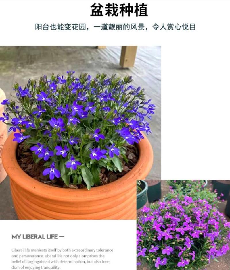 六倍利花种子盆栽垂吊半边莲翠蝶花阳台种子籽孑四季开花植物