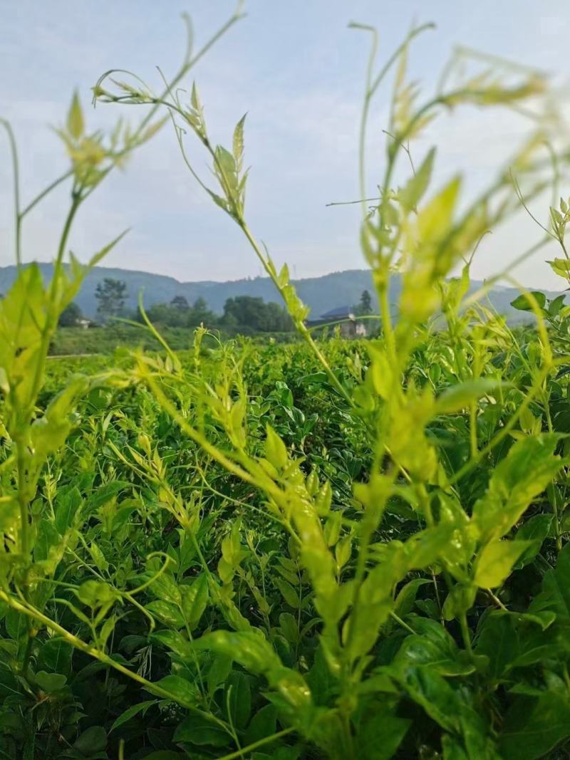 张家界牙尖莓茶，碎茶，野生莓茶