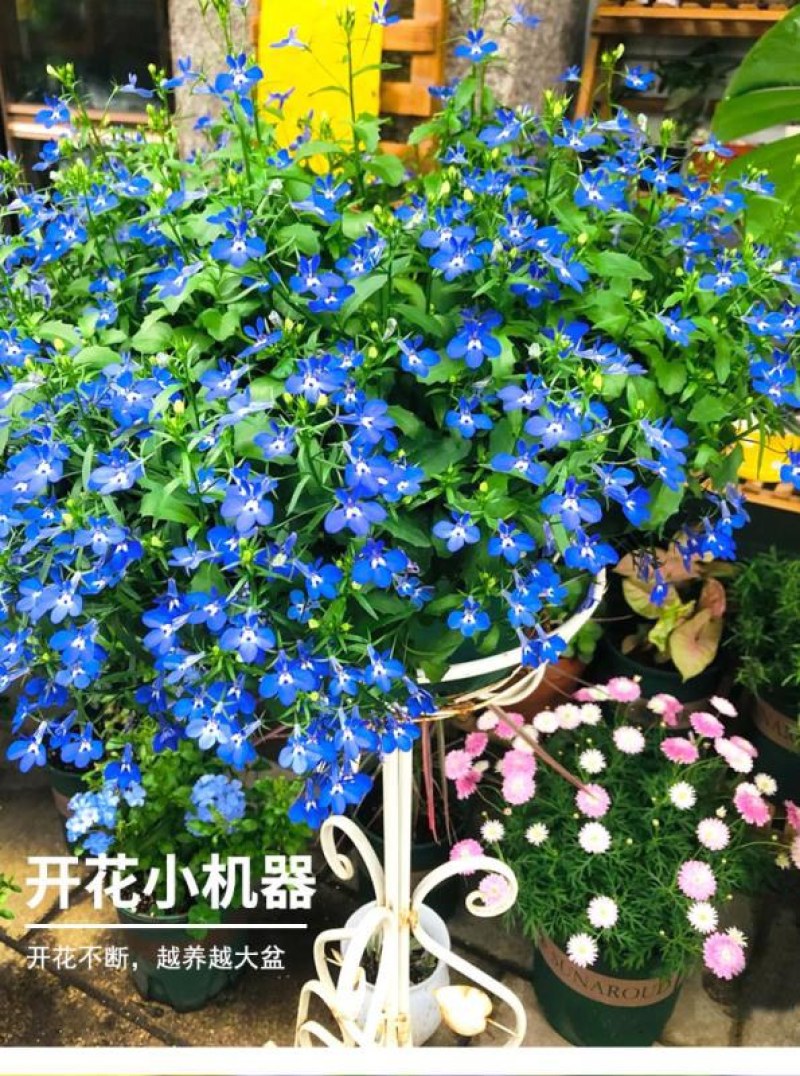 六倍利花种子盆栽垂吊半边莲翠蝶花阳台种子籽孑四季开花植物