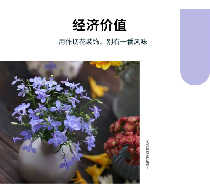 六倍利花种子盆栽垂吊半边莲翠蝶花阳台种子籽孑四季开花植物