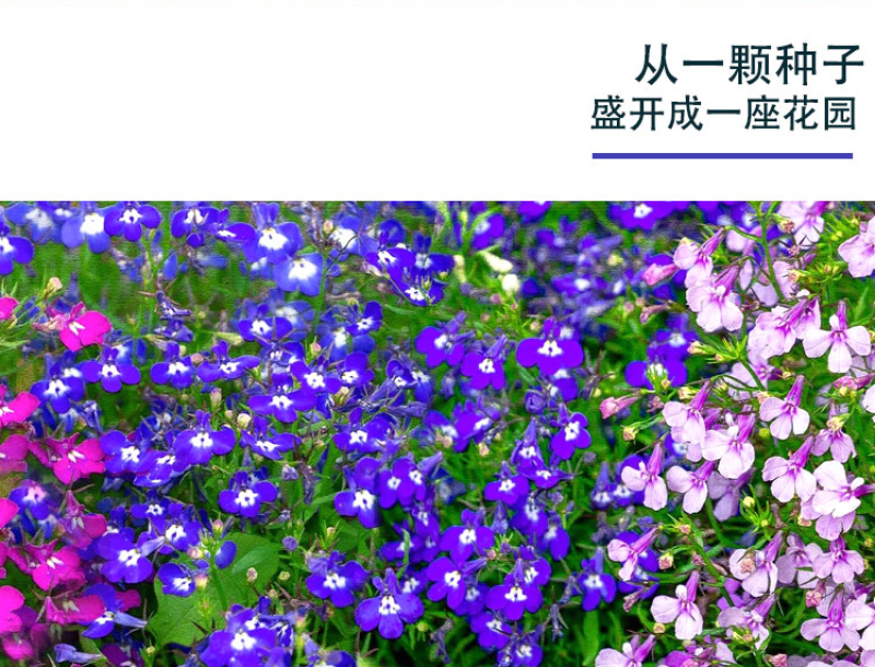 六倍利花种子盆栽垂吊半边莲翠蝶花阳台种子籽孑四季开花植物