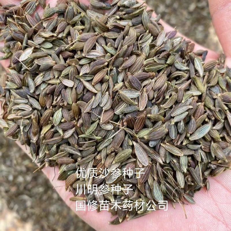 2025年新川明参种苗沙参苗子沙参种子种苗大量批发零售